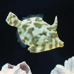 Aiptasia-Eating Filefish