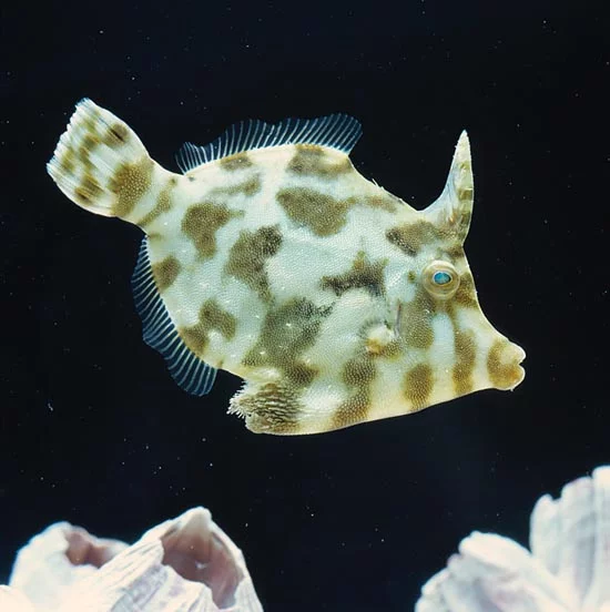 jpg_Pochi_istanti_dopo_in_tenuta_mimetica-_Questo_interessante_pesce_lima_si_e_riprodotto_in_acquario_c_Giuseppe_Mazza Aiptasia-Eating Filefish