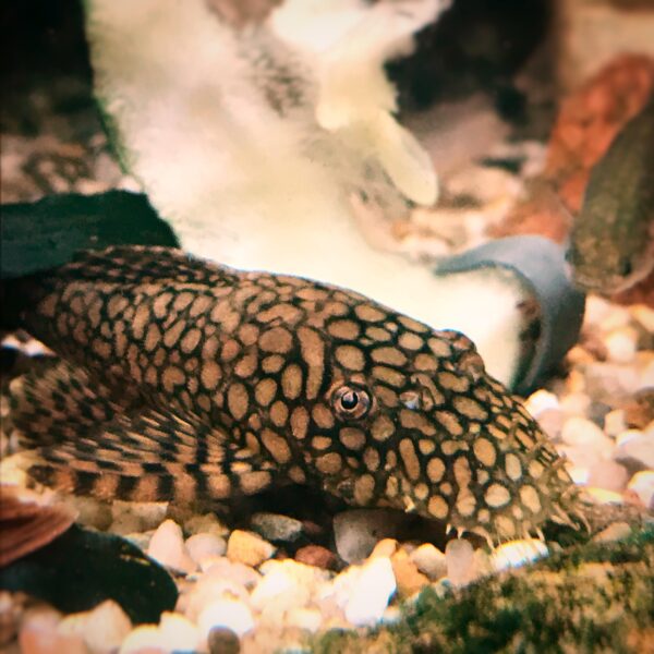 Honeycomb Bristlenose Pleco (Ancistrus sp. L519)