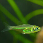 Kubotai Rasbora