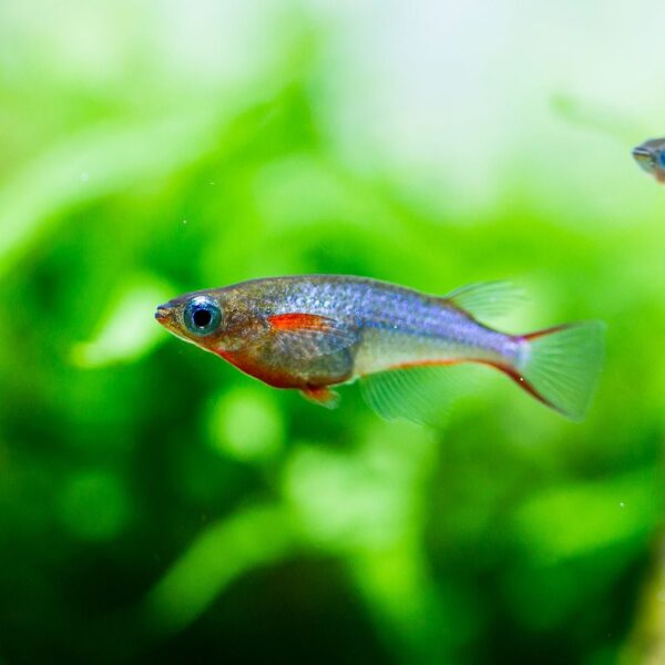 Daisy’s Blue Rice Fish