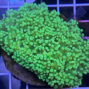 Octofrogspawn Neon