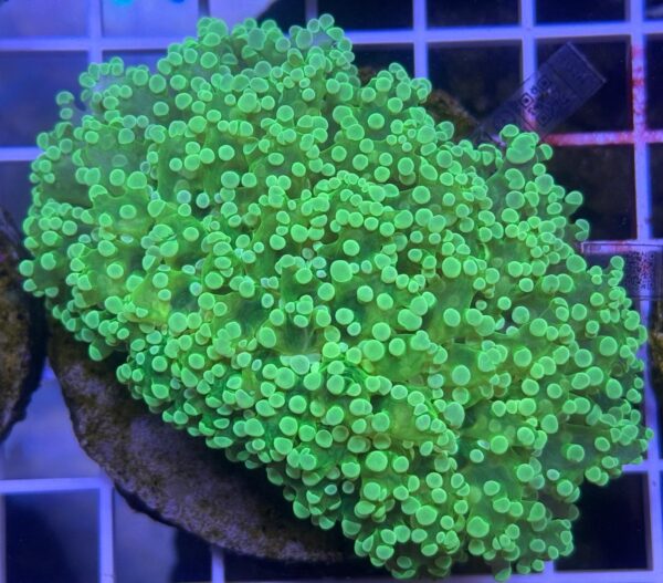 Octofrogspawn Neon
