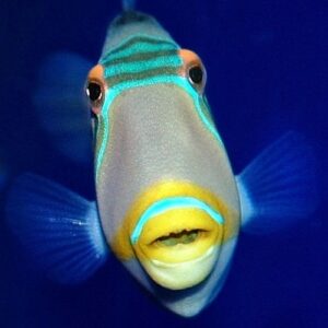 Picasso Triggerfish