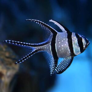 Banggai Cardinalfish