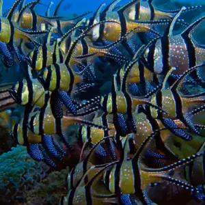 Banggai Cardinalfish