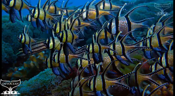 Banggai Cardinalfish