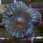 Blue Frost Rhodactis Mushroom