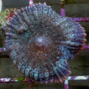 Blue Frost Rhodactis Mushroom