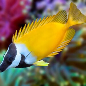 Foxface Rabbitfish