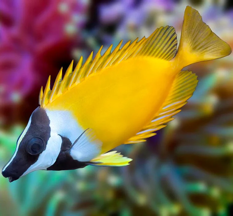 Foxface Rabbitfish | HeldeReef Aquatics