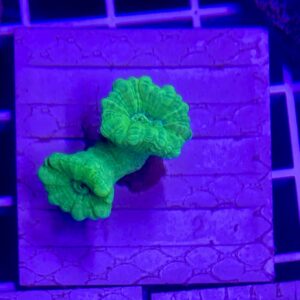 Candy Cane Neon Green