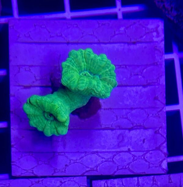 Candy Cane Neon Green