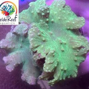 Leather Cabbage Green Neon