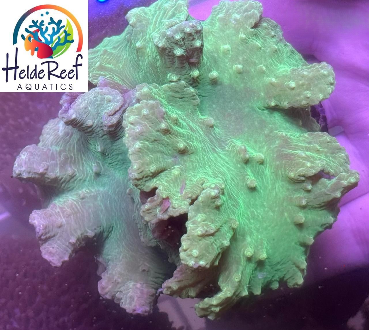 Leather Cabbage Green Neon | HeldeReef Aquatics