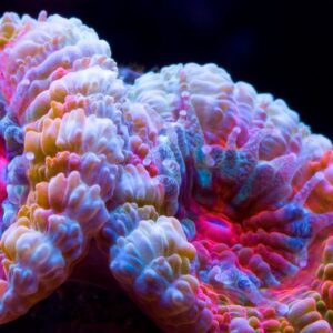 Skylight Hyperbar RXS.15 - Image 4