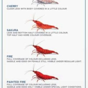 Neo-Caridina Red Sakura Shrimp