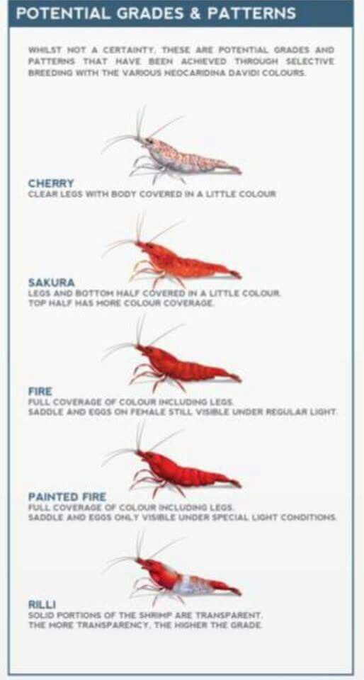 Neo-Caridina Red Sakura Shrimp