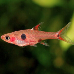 Maculata Dwarf Rasbora