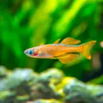 Blue Eye Paskai Rainbowfish