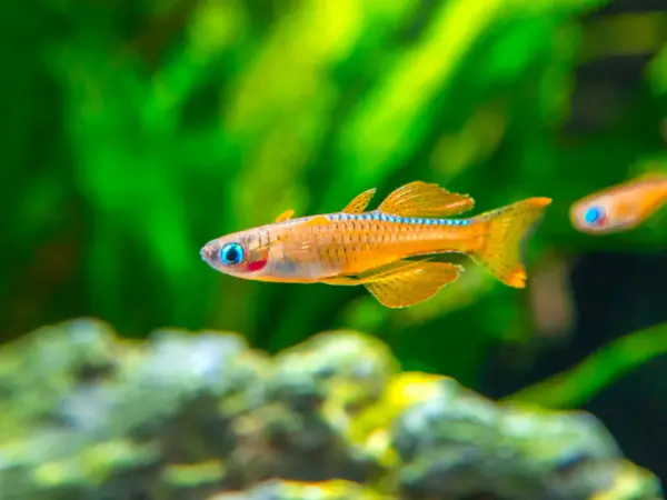 Red-Neon-Blue-Eye-Rainbowfish-13_1200x1200 Blue Eye Paskai Rainbowfish