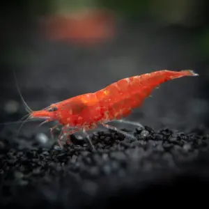 Neo-Caridina Red Sakura Shrimp