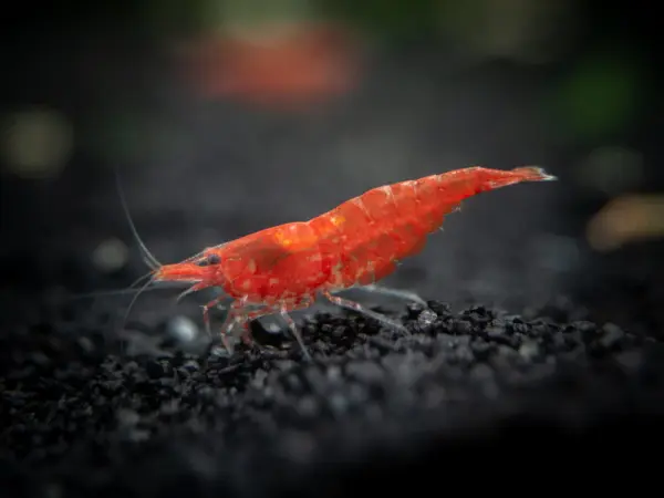 Neo-Caridina Red Sakura Shrimp