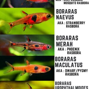 Maculata Dwarf Rasbora