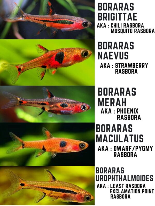 Maculata Dwarf Rasbora