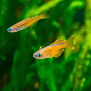 Blue Eye Paskai Rainbowfish