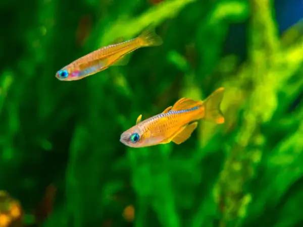 Blue Eye Paskai Rainbowfish