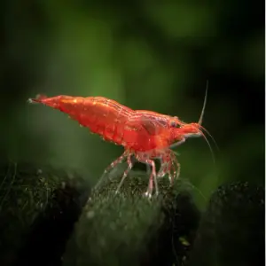 Neo-Caridina Red Sakura Shrimp