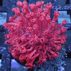 Pink Goniopora stokesi