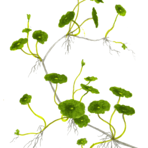 Hydrocotyle Verticillata