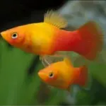Sunset Platy