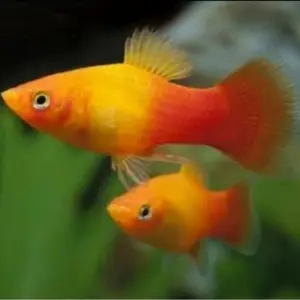 Sunset Platy