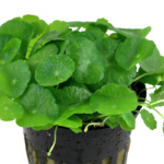 Hydrocotyle Verticillata