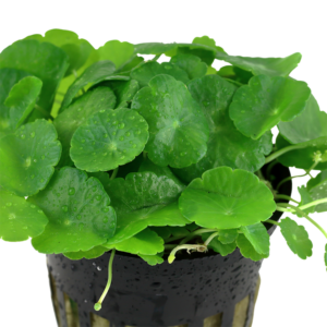 Hydrocotyle Verticillata