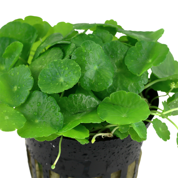 Hydrocotyle Verticillata Hydrocotyle Verticillata