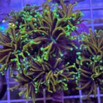 Gold Dragon Soul Torch