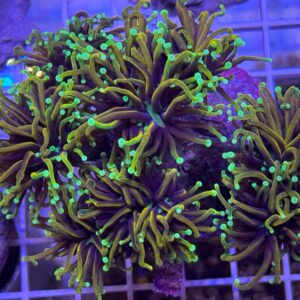 Gold Dragon Soul Torch