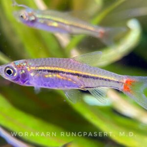 Black Line Rasbora