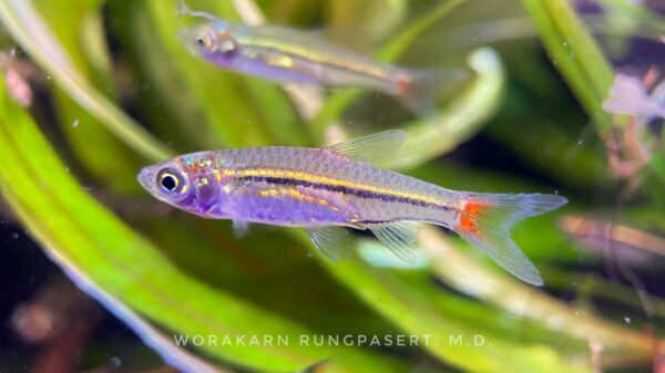 Black Line Rasbora