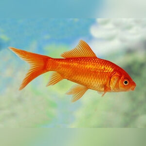 Comet Goldfish