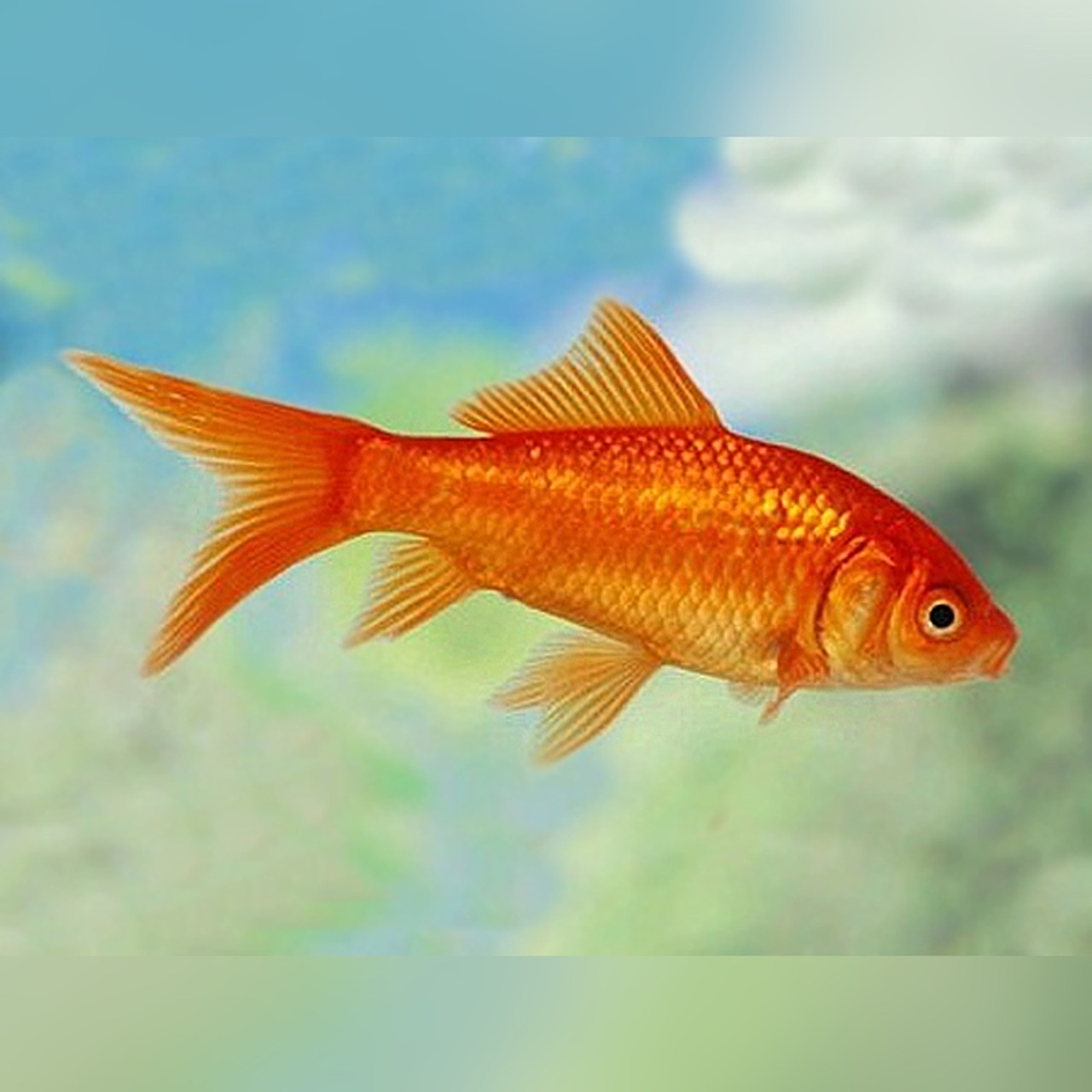 Comet Goldfish | HeldeReef Aquatics