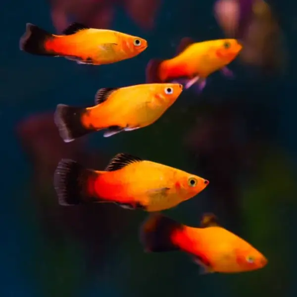 Sunset Platy