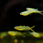 Forktail Rainbowfish