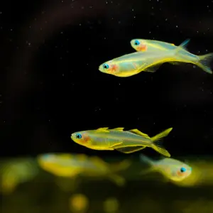 Forktail Rainbowfish