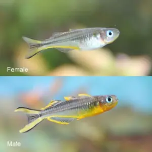 Forktail Rainbowfish