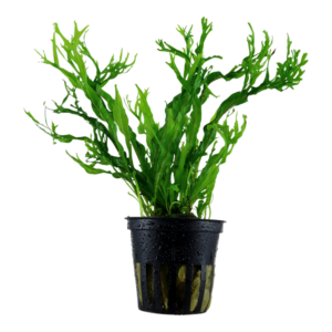 Tropica Microsorum pteropus Windeløv Java Fern